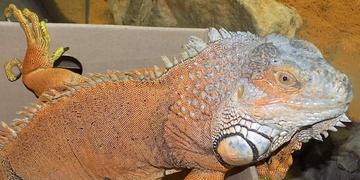 Vystěhovaná žena svému osudu zanechala živého tvora