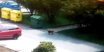 Pes napadl a zranil čtyřleté dítě