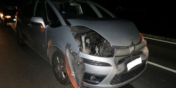 Střet vozů kvůli stádu prasat