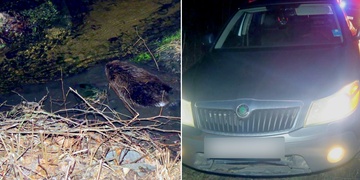 Bobr na místě nehody počkal na policisty