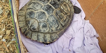Krom zatoulaných koček a psů je možné v Plzni potkat i želvu