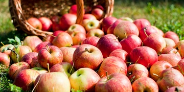 Sezóna jablek v plném proudu