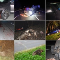 Pozor, střety se zvířaty přibývají