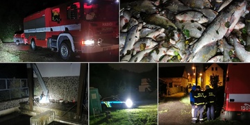 Velký úhyn ryb v Plzni
