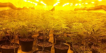 Zazdili zahradníka a pěstírna vydělala sto milionů korun