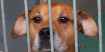 Psí  „zabiják“ z Lochotína je na lidi mazel