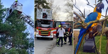 Jak se zachraňuje Ricky Flint