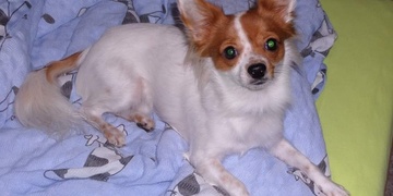 Pomozte nám prosím vrátit psího dědu domů