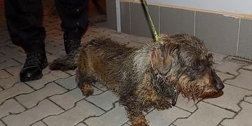 Celostátně hledaný dopaden a dvě fenky jezevčíka přišly na návštěvu