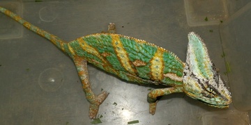 Neutekl vám chameleon?