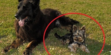 Prosíme o pomoc, hledá se Adélka!