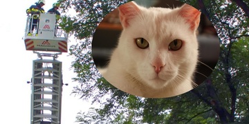 Když Hubert prchne na strom