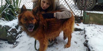 Hledáme majitele tohoto psa