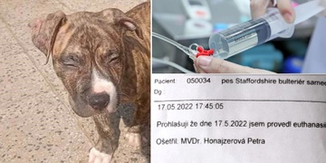 "Proč muselo to malé nebožátko takhle trpět‌?"