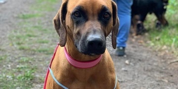 Hledá se Roxy