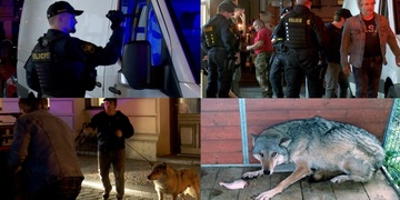 Cizincům kvůli týrání odebrali tři vlky, jenže muži neváhali a v noci násilím vnikli do domu majitele útulku