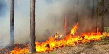 Požár lesa u silnice z Plzně do Stříbra