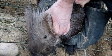 V Plzni chytali dikobraza