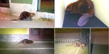 Bobr vyrazil na Americkou třídu, jeho kámoš k pivovaru a další ke Kalikováku