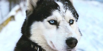 Pomozte prosím pátrat po sibiřském husky jménem Ace