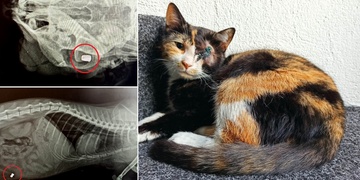 Cecilka nevýslovně trpí kvůli potřebě nějakého idiota zastřílet si do živého