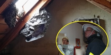 Největší vosí hnízdo poslední doby likvidovali hasiči