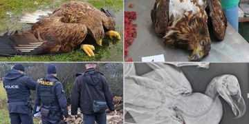 Pitva již potvrdila úmyslnou otravu mořských orlů