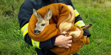 Srnka se topila v náhonu vodní elektrárny
