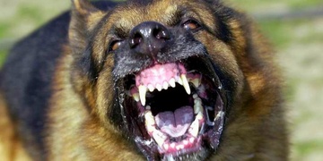 Sice byl šílený, ale ne natolik, aby se nechal sežrat