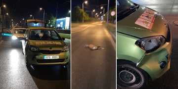 Místo pizzy málem dovezl srnu