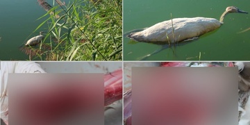 Mládě labutě podlehlo rozsáhlým zraněním