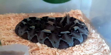 Policisté si na pomoc k zásahu museli přizvat odborníky z Království jedu Zoo Plzeň