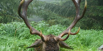 Myslivec kradl a pak ujížděl policii