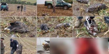 Řezačka ukončila život orlů i roční práci záchranářů