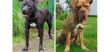 Hledáme páníčky – profíky pro dva problémové psy