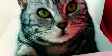 Na Slovanech se ztratila Mia